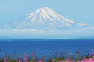 雪山俯瞰藍色海洋，前景有紫色野花。 — 山坡 壁紙