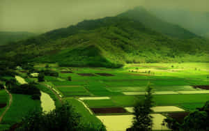 翠綠的稻田，背景是霧氣籠罩的山峰。 — 赤犬 壁紙