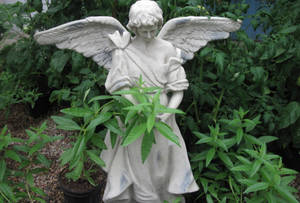 花園中綠色植物環繞的石天使雕像。 — 天使 GIF 壁紙