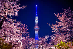 夜晚被櫻花樹環繞的東京晴空塔亮起燈光。 — 東京鐵塔 壁紙