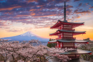 紅色寶塔被櫻花環繞，背景是富士山在日落時分。 — 富士山 壁紙