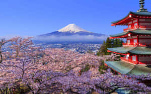 紅色寶塔被櫻花環繞，富士山在背景中。 — 櫻花 壁紙