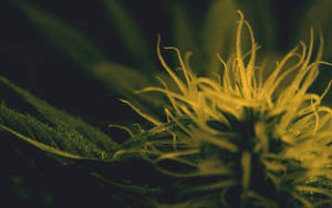 大麻花蕾的特寫，帶有發光的黃色雌蕊和深綠色葉子。 — 酷炫大麻 壁紙