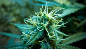 大麻花的特寫，帶有霜狀毛狀體和綠葉。 — 界王拳 壁紙