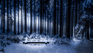 月光下的雪森林長椅，高樹和霧氣 — 冬季風景 壁紙