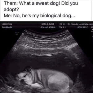 鬥牛犬胎兒的超音波圖像，帶有關於生物犬的文字疊加。 — 搞笑迷因 壁紙