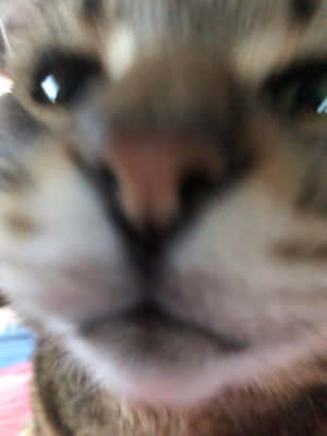 一張模糊的虎斑貓臉部特寫，直視鏡頭。 — 可愛貓咪 壁紙