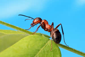 在晴朗的藍天下，一隻螞蟻在綠葉上的詳細視圖。 — MacBook Pro M2 壁紙
