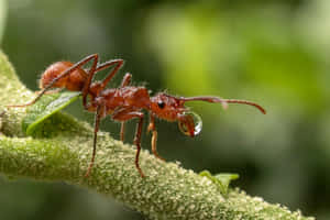 一隻紅螞蟻在綠色植物莖上攜帶一滴水珠。 — 螞蟻 壁紙