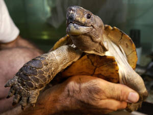 一隻烏龜被捧在人類手中，龜殼和皮膚紋理細緻。 — 野生動物 壁紙