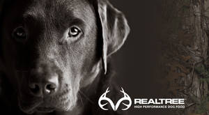 巧克力拉布拉多犬，專注地凝視著 Realtree 狗糧背景。 — 吉娃娃 壁紙