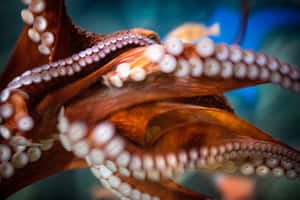 藍色水下環境中帶有白色吸盤的章魚觸手 — 章魚哥的觸手 壁紙