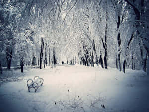 雪地森林小徑，長椅在冰凍樹木下 — 冬季風景 壁紙