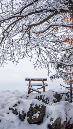 一張被雪覆蓋的木製長椅，位於積雪的樹枝下。 — 冬季風景 壁紙