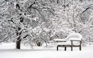 冬季公園中積雪樹木下的雪覆蓋長凳 — 冬季風景 壁紙