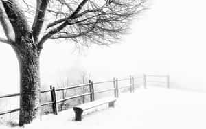 在霧濛濛的冬日景色中，光禿禿的樹和木柵欄旁邊的雪長椅。 — 天氣 壁紙