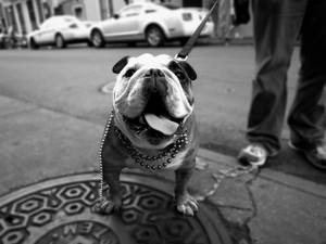 一隻戴著珍珠項鍊的鬥牛犬站在城市人行道上的沙井蓋上。 — 可愛 壁紙