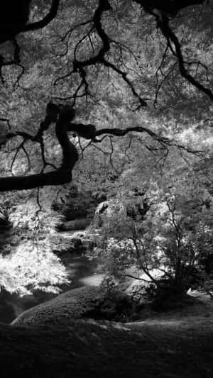 彎曲的樹枝框住了霧氣瀰漫的森林中一條寧靜的小溪。 — 暗色花卉 壁紙