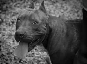 一隻比特犬伸出舌頭，以黑白畫面看著鏡頭。 — 比特犬 壁紙