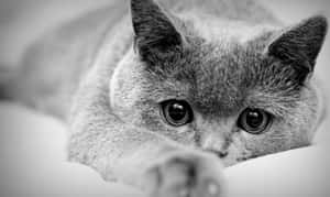 一隻灰貓躺著，一隻爪子伸出，睜大眼睛向前凝視。 — 野生動物 壁紙
