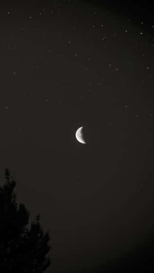 新月和星星在夜間樹木剪影之上 — 星星 壁紙