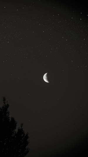 新月和星星在夜間樹木剪影上方 — 月光 壁紙