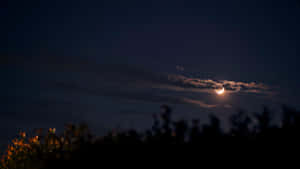 月牙在雲層後發光，夜晚懸於剪影樹木之上。 — 星空動畫 壁紙