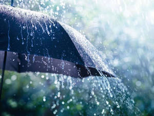 黑色雨傘在雨中森林場景中滴雨的近距離特寫。 — 凋零風暴 壁紙