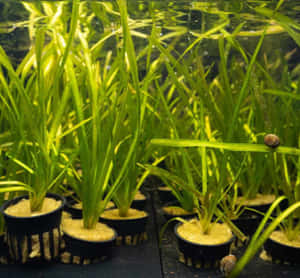 一排排盆栽綠色水生植物，附近有蝸牛在清澈的水中游動。 — 花園 壁紙