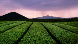 在紫色暮色天空下，遠處有山巒的茶樹行列。 — 茶園 壁紙