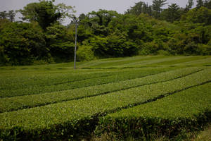 陰天下，森林覆蓋的山坡景觀中一排排綠色茶樹。 — 茶園 壁紙