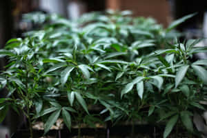 一排排健康的綠色大麻植物在室內的托盤中生長。 — MacBook Air M4 壁紙