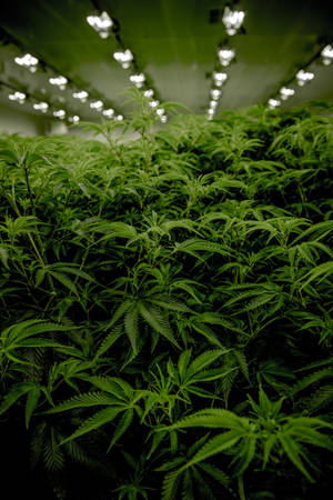 室內農場中明亮生長燈下的一排排大麻植物。 — 大麻 壁紙