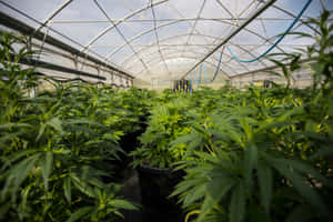 在大型溫室結構內種植的盆栽大麻植物行列。 — 植物美學 壁紙