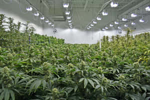 在大型室內設施中於人造燈光下生長的大麻植物行列。 — 植物美學 壁紙