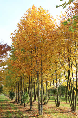 公園裡一排排金黃色的秋樹，草地上散落著落葉。 — 2:3 壁紙