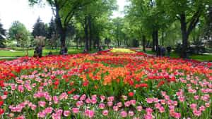 陽光明媚的公園裡，一排排色彩繽紛的鬱金香，人們在樹間行走。 — 樹木 壁紙
