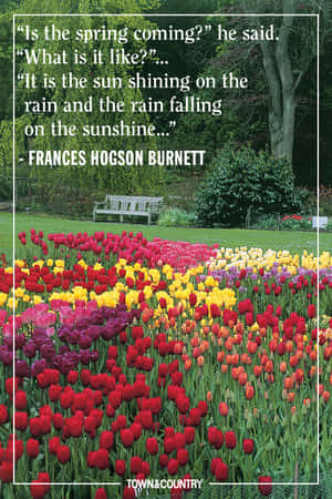 色彩繽紛的鬱金香花園，配有木製長椅和 Frances Hodgson Burnett 的勵志名言。 — 2:3 壁紙