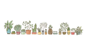 一排整齊排列的彩色插圖盆栽植物收藏。 — 沙漠 壁紙