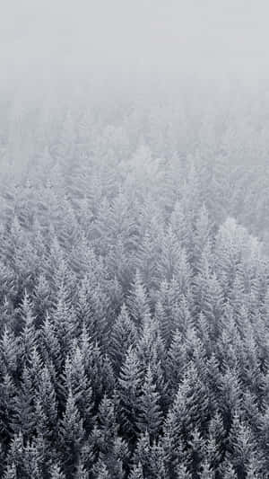 從上方俯瞰，被濃霧籠罩的雪松林。 — 冬季風景 壁紙