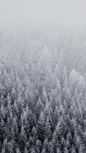 灰色霧天下白雪覆蓋的松樹林 — 冬季風景 壁紙