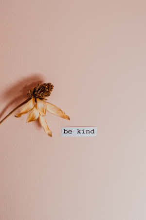 一朵乾花和一個寫著「be kind」的標誌在粉紅色的牆上。 — Huawei MatePad Air (2026) 壁紙