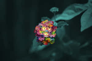 在深藍綠色樹葉背景下，帶有彩虹漩渦的發光抽象花朵。 — 3:2 壁紙
