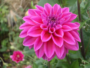 花園中帶有綠色葉子的鮮豔粉紅色大麗花 — 大理花 壁紙
