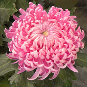 粉紅色菊花和綠葉的特寫。 — 菊花 壁紙