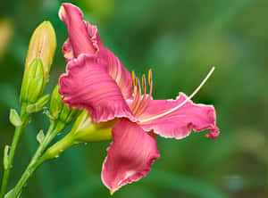一朵粉紅色的萱草，花瓣上有露珠，旁邊有綠色花蕾。 — 花園 壁紙
