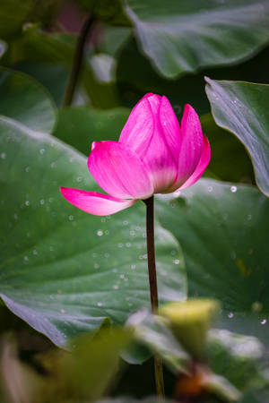 池塘中綠色睡蓮葉上帶有露珠的粉紅色蓮花。 — 粉紅花朵 壁紙