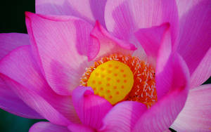 粉紅色蓮花特寫，帶有黃色中心和橙色雄蕊。 — 蓮花 GIF 壁紙