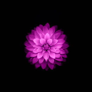 一朵鮮豔的紫色大麗花，位於黑色背景中央。 — 蓮花 GIF 壁紙