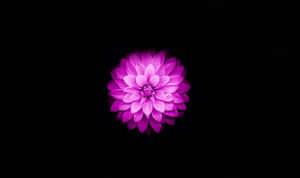 一朵發光的紫色大麗花，位於黑色背景中央。 — 蓮花 GIF 壁紙